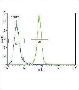 Anti-AKT1 (N-term) Antibody