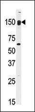 Anti-CLASP2 (C-term) Antibody