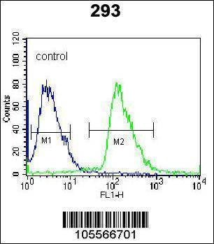Anti-RFK (N-term) Antibody
