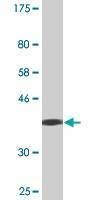 Anti-IFNA13 Antibody