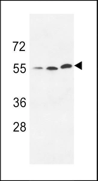 Anti-URKL1 (N-term) Antibody