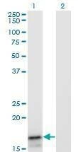 Anti-IFNA2 Antibody
