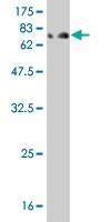 Anti-IFNA2 Antibody