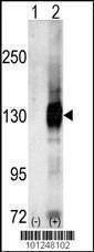 Anti-CASK (C-term) Antibody