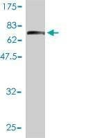 Anti-IFRD2 Antibody