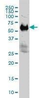 Anti-IFRD2 Antibody