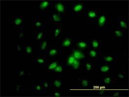 Anti-IFRD2 Antibody