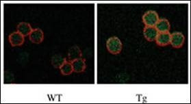 Anti-DRAK2 (C-term) Antibody