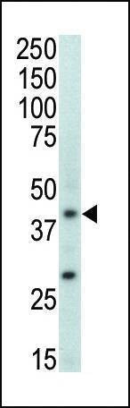 Anti-MAPK11 (Center) Antibody