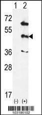 Anti-MAPK12 (Center) Antibody