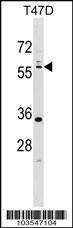Anti-STK11 (LKB1) (N-term I29) Antibody