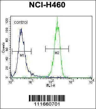 Anti-STK11 (LKB1) (N-term V34) Antibody