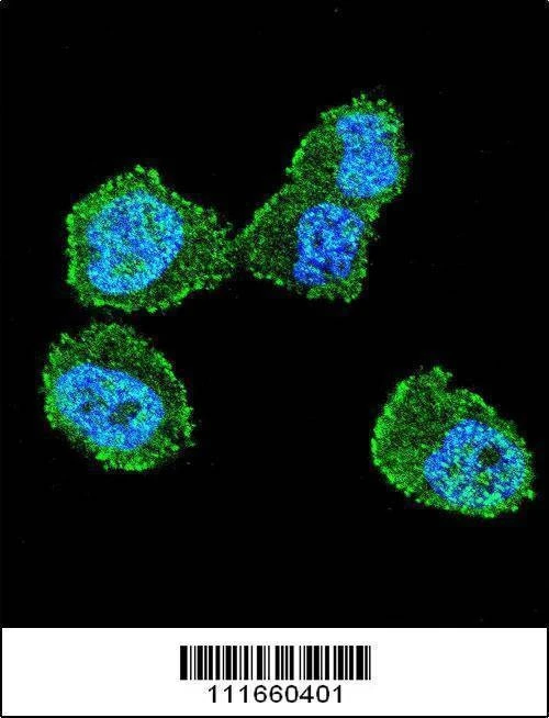 Anti-STK11 (LKB1) (N-term V34) Antibody
