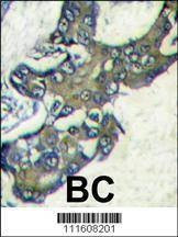 Anti-MAPK1 (C-term) Antibody