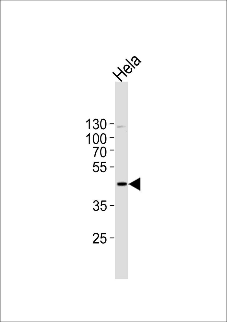 Anti-MAPK1 (C-term) Antibody