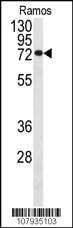 Anti-CDC25B (S353) Antibody