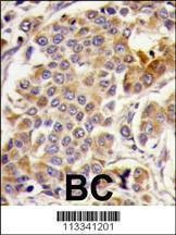 Anti-AMPK alpha (PRKAA1) (S487) Antibody