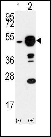 Anti-EIF4A1 (N-term) Antibody