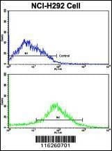 Anti-ADRB2 (S364) Antibody