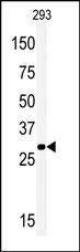 Anti-MOX1 (Meox1) (N-term) Antibody