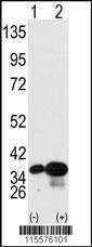 Anti-PHB2 (Y248) Antibody