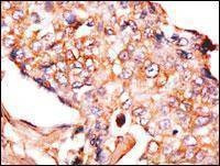 Anti-NP1 (Nptx1) (Center) Antibody