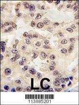 Anti-EN1 (Engrailed 1) (N-term) Antibody