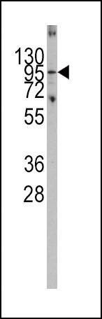 Anti-Parg (C-term) Antibody