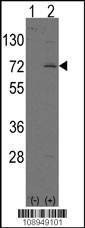 Anti-LINGO1 (N-term) Antibody