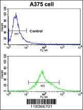 Anti-CA14 (N-term) Antibody