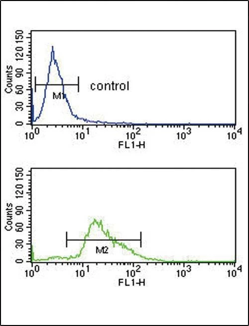 Anti-PLG (C-term) Antibody