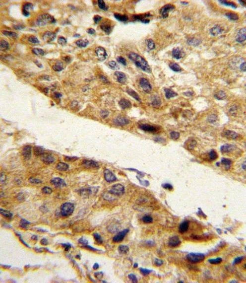 Anti-SERPINF1 (N-term) Antibody