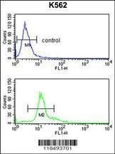 Anti-SERPINF1 (Center) Antibody