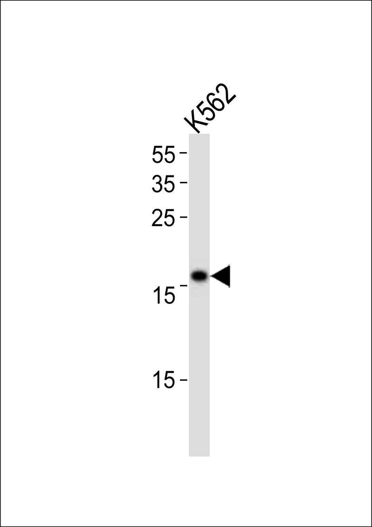 Anti-POLE3 (N-term) Antibody