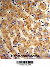 Anti-HYOU1 (Center) Antibody