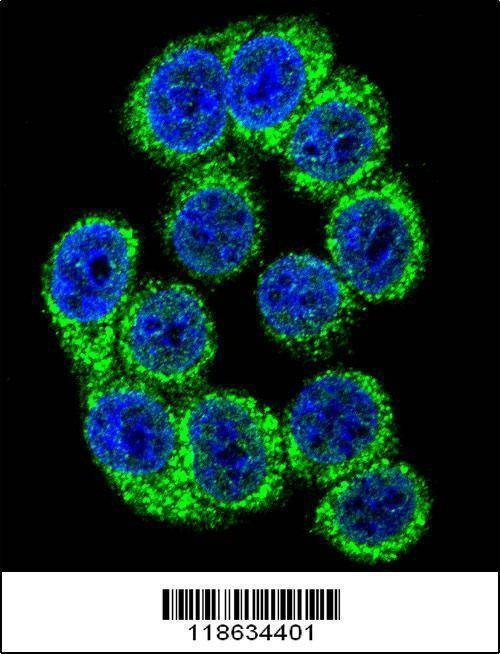 Anti-HYOU1 (Center) Antibody