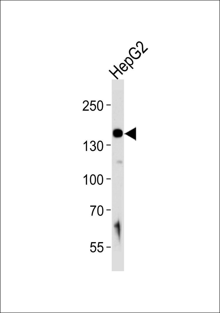 Anti-HYOU1 (Center) Antibody