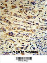 Anti-A1BG (C-term) Antibody