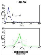 Anti-Neprilysin (C-term) Antibody