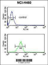 Anti-PITX1 (Center) Antibody