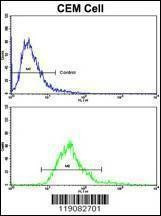 Anti-MGMT (C-term) Antibody