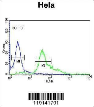 Anti-S100A6 (C-term) Antibody