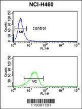 Anti-NQO1 (Center) Antibody