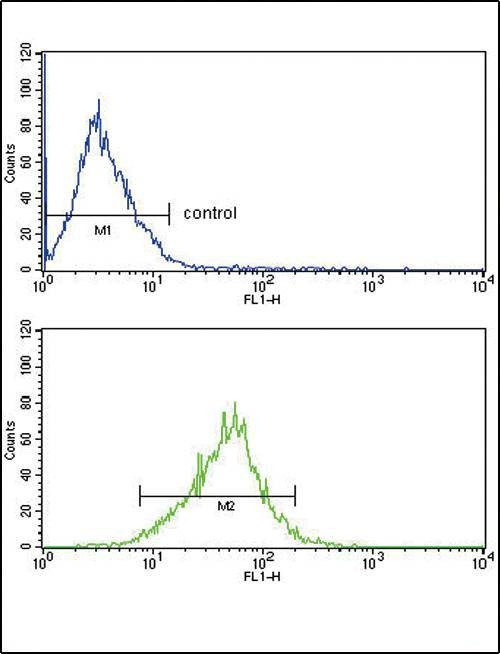 Anti-APOL1 Antibody