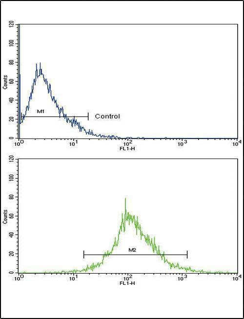 Anti-CATB (Center) Antibody