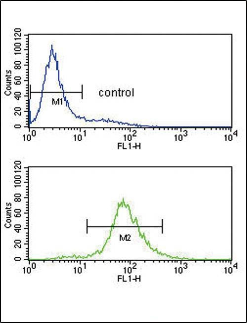 Anti-Bcl-6 (C-term) Antibody