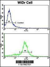 Anti-CYK18 (C-term) Antibody
