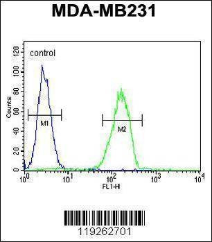 Anti-CTSS (Center) Antibody
