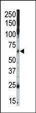 Anti-CSNK1G2 (C-term) Antibody