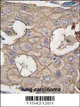 Anti-ANXA2 (N-term) Antibody